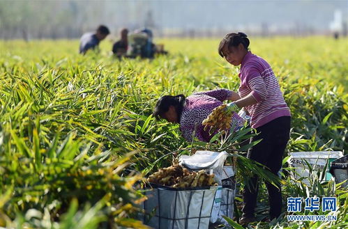 河北行唐 生姜种植助农增收