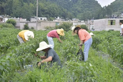 观山湖区教育局党员志愿者到百花湖镇开展助农增收志愿服务