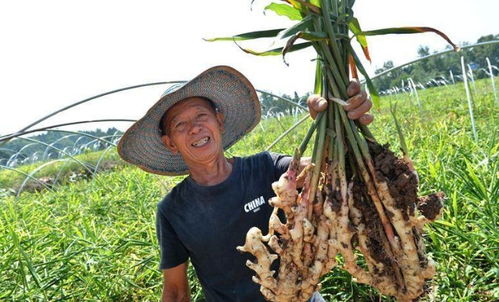 打卡内江 农业大摸底 摸出内江人自己的 财富密码