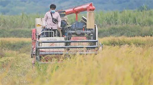 香糯稻香飘 农民笑声扬