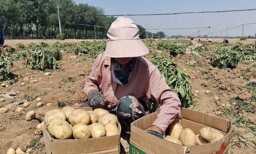 河南汝南县 土豆喜丰收 农户乐开怀