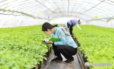 农业创业项目,振兴乡村经济的新引擎